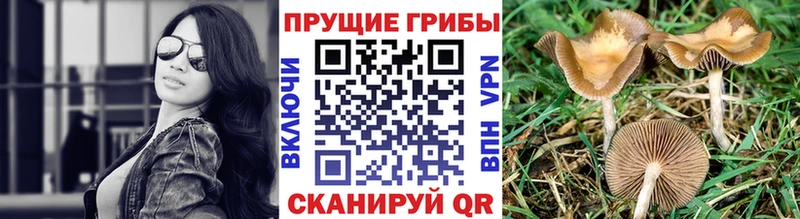 Галлюциногенные грибы прущие грибы  Котельнич 